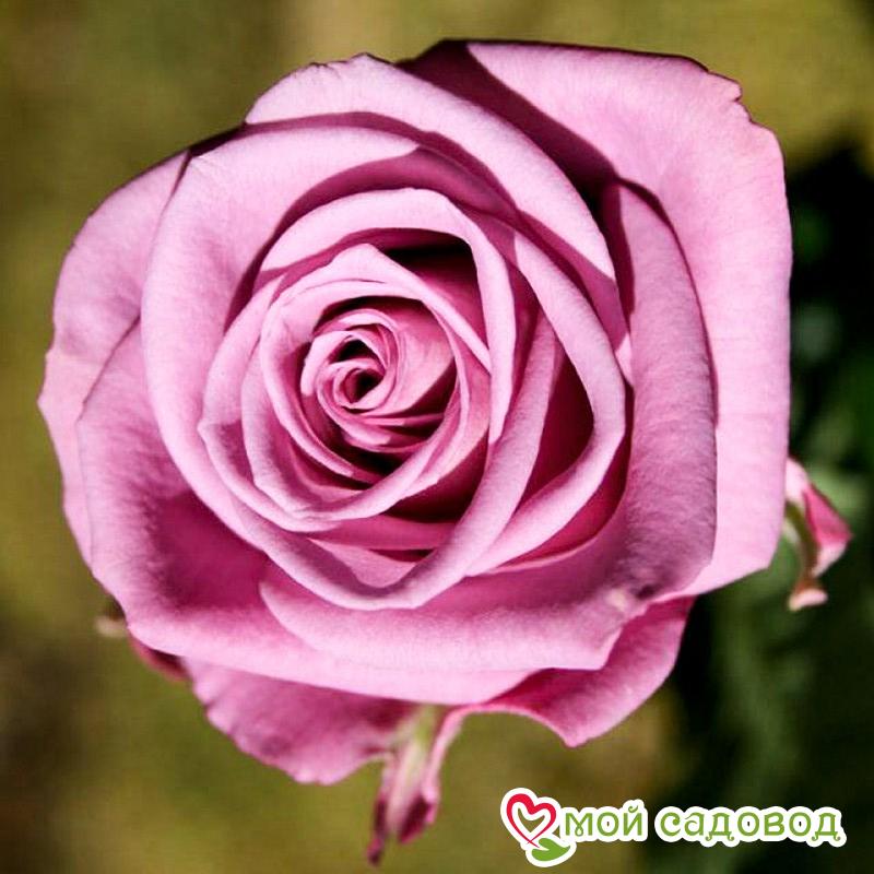 Роза Кул Вотер