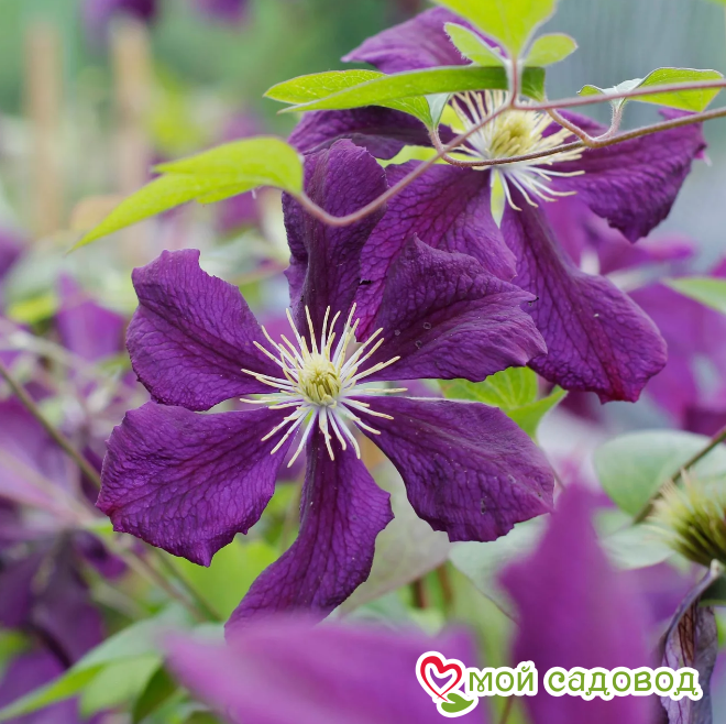 Клематисы Блю Белль ЗКС