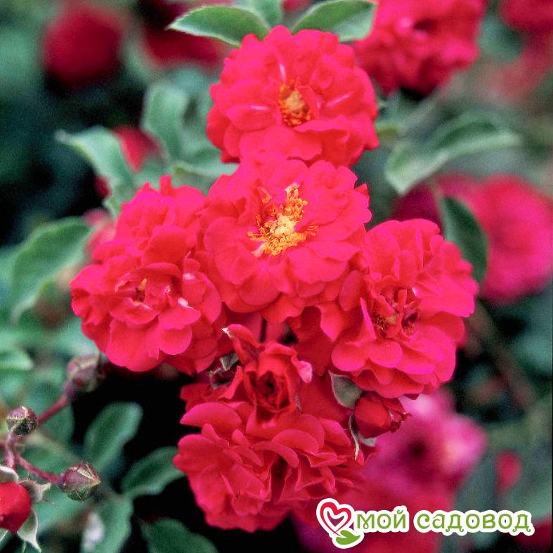 Роза Хеллоу