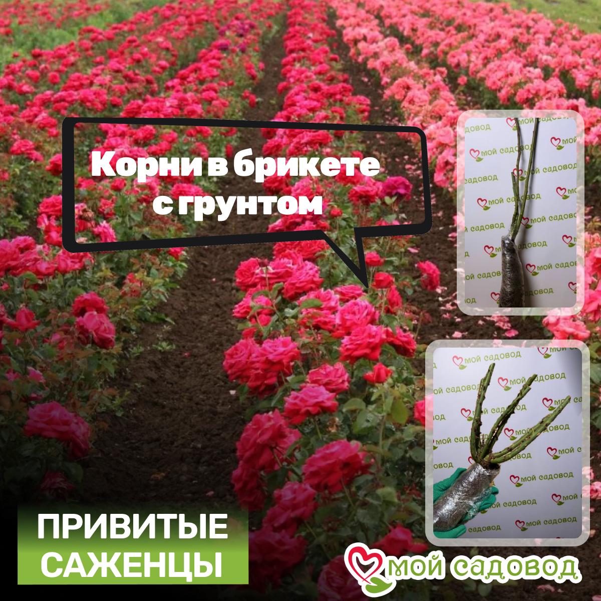 Роза чайно-гибридная Госпел