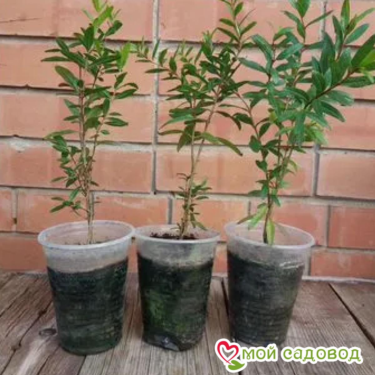 Гранат Ак Дона