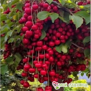 Вишня Лапинс